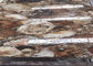 Le lastre di legno petrificate della pietra preziosa dei semi lisciano il taglio su misura superficie fornitore
